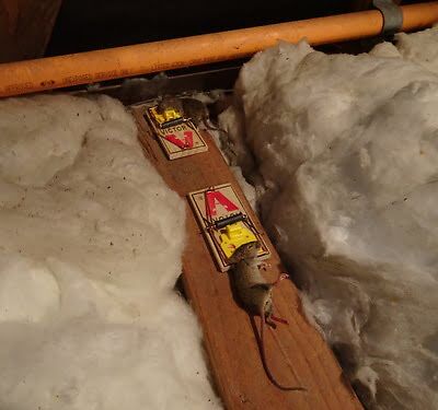 rodent trapping
